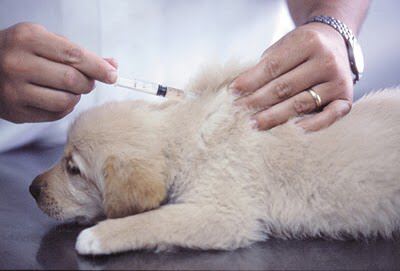 Coccidiosi Cane Sintomi Terapia E Consigli Utili Vetclick