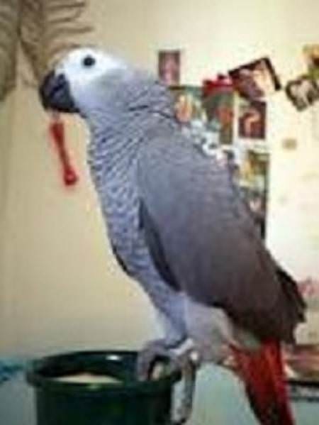 Rosario: il pappagallo antifurto